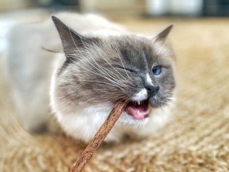 Catnip Stalks Hot on Sale