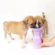 Classic Dog Travel Water Bottle Online