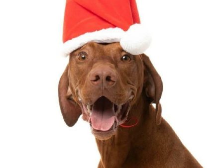 Christmas Santa Hat Dog Toy For Discount