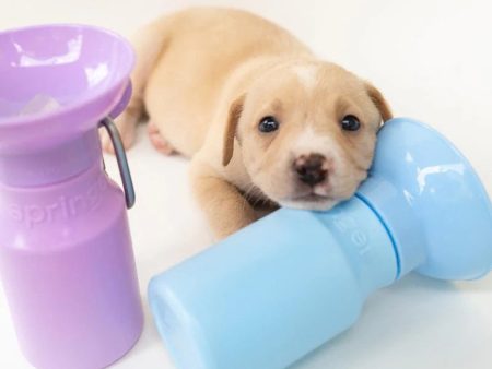 Classic Dog Travel Water Bottle Online